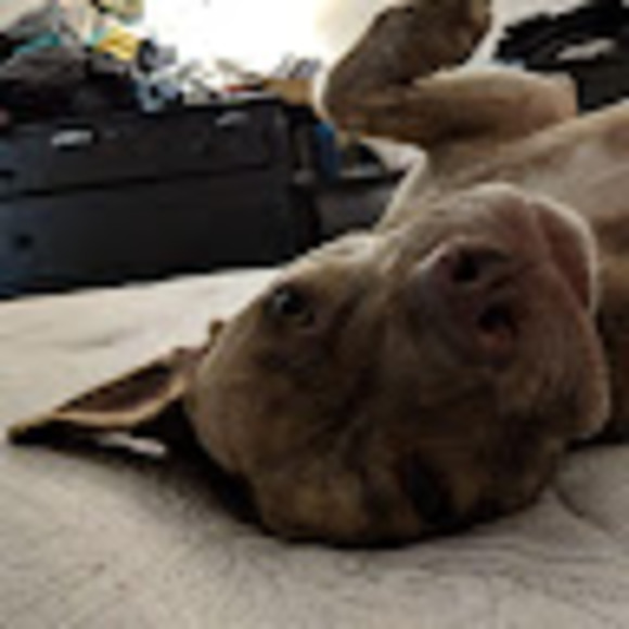 Profile Picture of Kelsey Kellgren (@franniefine129) on Poshmark