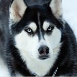 Profile Picture of saeed moghadam (@moghadam4296) on Instagram