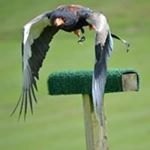 Profile Picture of Brian Steer (@mancave_magic) on Instagram