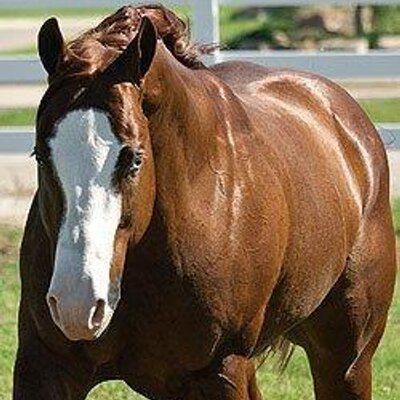 Profile Picture of Gunners Special Nite (@GunrsSpeclNite) on Twitter