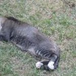 Profile Picture of Lorena Corrales (@lorena.cr) on Instagram