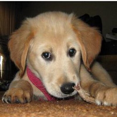 Profile Picture of Anthony Altieri III (@the_mop) on Twitter