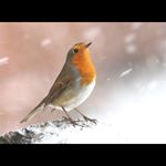 Profile Picture of Richard Mewes (@queensheadsarn) on Instagram