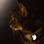Profile Picture of Madhu Katwala (@madhukatwala) on Flickr