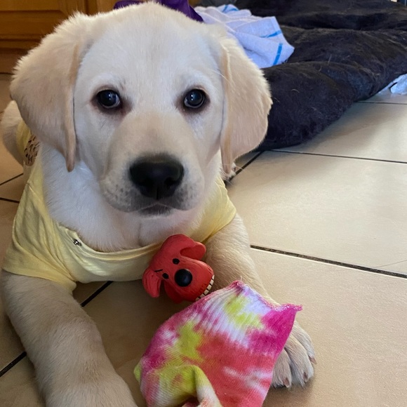 Profile Picture of Thi Phan (@thiphan630) on Poshmark