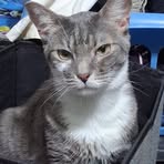 Profile Picture of Jo Collins (@Jo-Collins) on Facebook