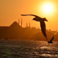 Profile Picture of irvingtheodore (@irvingtheodore) on Tiktok