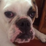 Princess Mildred Riddell Maier - Instagram Profile Picture of Princess Mildred Riddell Maier (@princess_bulldog123) on Instagram