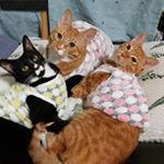 Profile Picture of 뽀또밤 ❤🧡💛💚💙💜 (@bboddobam) on Instagram