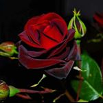 Profile Picture of Sandra Mitchel (@mitchel.sandra) on Instagram