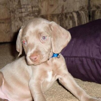 Profile Picture of Chris Lochner (@LochnerChris) on Twitter