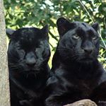 Profile Picture of Jason Lee Best Friends (@jlmsbestfriends) on Instagram