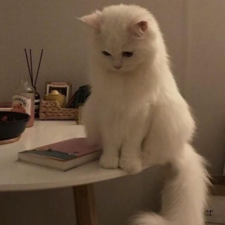 Profile Picture of KennethReed (@yu42ywvs87h) on Tiktok