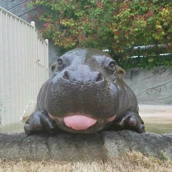 Lisa Pasick - Poshmark Profile Picture of Lisa Pasick (@lpasick) on Poshmark