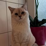 James Theodor (Theo) - Instagram Profile Picture of James Theodor (Theo) (@yvonnes_liebling) on Instagram