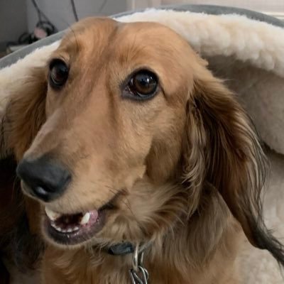 Abraham Ratner - Twitter Profile Picture of Abraham Ratner (@obus_r) on Twitter