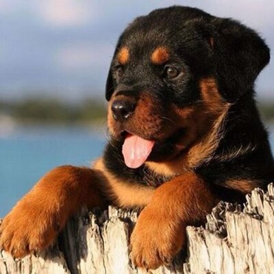 Profile Picture of Connor Gardner (@connorgardner2) on Twitter