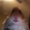 Profile Picture of hamster cult (@neliagranger) on Tiktok