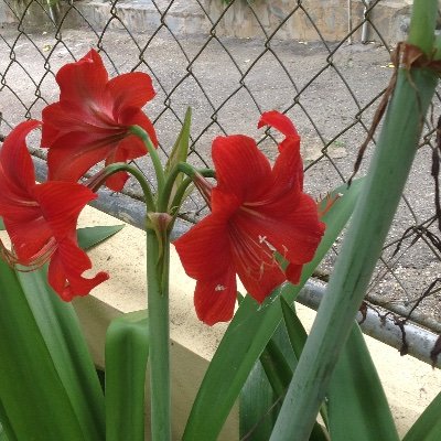 Profile Picture of Margaret Bernard (@Margare98543322) on Twitter