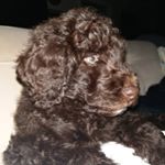 Marc Owens - Instagram Profile Picture of Marc Owens (@dasharko20) on Instagram