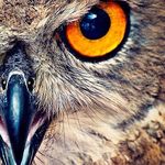 Profile Picture of Tara Purcell (@athomeinroanoke) on Instagram