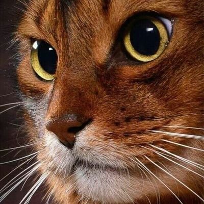 Profile Picture of Danion Twitter