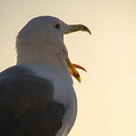 Profile Picture of Chris Chung (@christoch) on Flickr