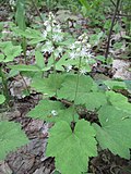 Profile Picture of Tiarella stoloniferaon Wikipedia