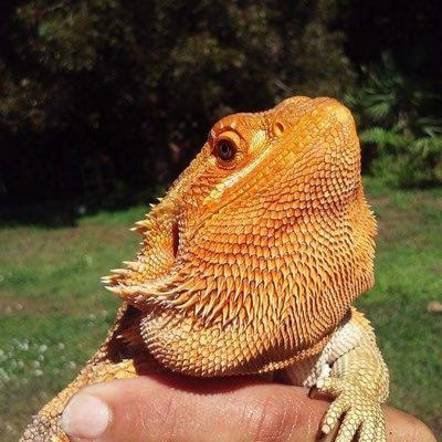 Profile Picture of Nicholas Testa (@testa_ntesta2) on Twitter