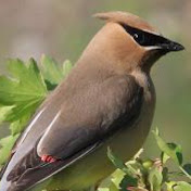 Profile Picture of Cara Graves (@caragraves1) on Youtube