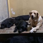 Profile Picture of Nancy | Percy (@labradoggoes) on Instagram