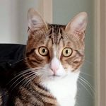 Profile Picture of Martino Balestreri (@martino_balestreri) on Instagram