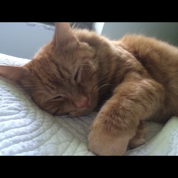 Profile Picture of Catherine Colton (@coltoncat) on Poshmark