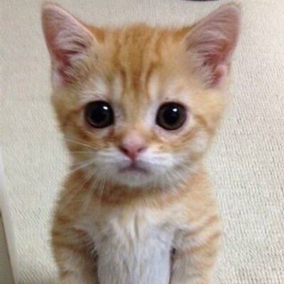 Profile Picture of M A H O M I E (@KateMahone2) on Twitter