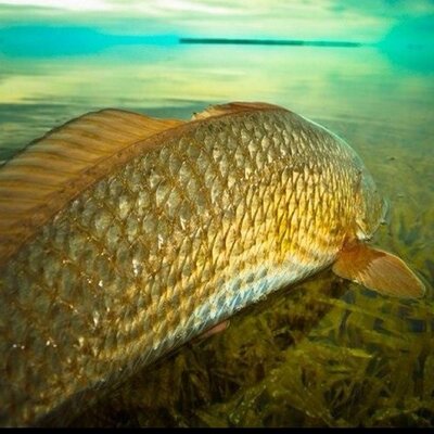 Profile Picture of Stephen Michalski (@redfishsteve) on Twitter