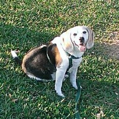 Profile Picture of Thomas Willmott (@thw425) on Twitter