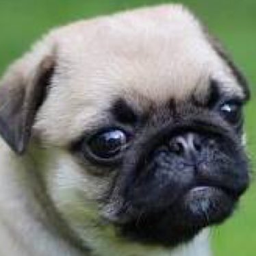 Profile Picture of Morris Richardson (@pugsforlif) on Twitter