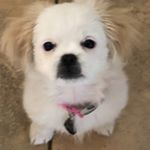 Profile Picture of THERESA RAMIREZ (@montymi77) on Instagram