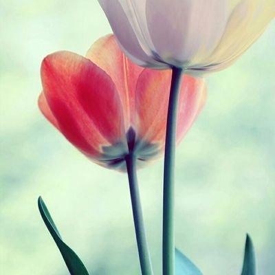 Profile Picture of GUILLERMINA ROJAS (@ALE_MINA1702) on Twitter