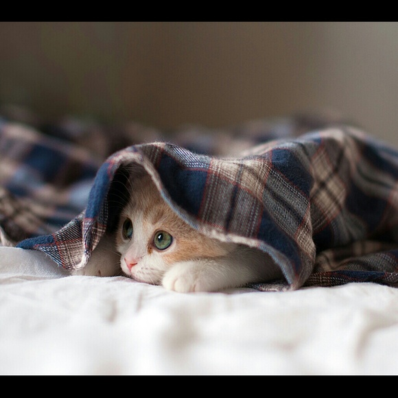 Brinda Bourgoin - Poshmark Profile Picture of Brinda Bourgoin (@brindab) on Poshmark