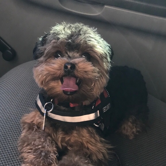 Profile Picture of Raymond Rodriguez (@bearrey) on Poshmark