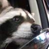 Profile Picture of Carly burkholder (@@turtlepower32) on Tiktok