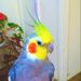 Profile Picture of Amanda Acuff (@amandaacuffaa) on Pinterest