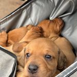 Profile Picture of Jess Probst (@dundeedogtraining) on Instagram