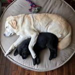 Profile Picture of The Adventures of Juju & Abby (@juju.and.abby) on Instagram