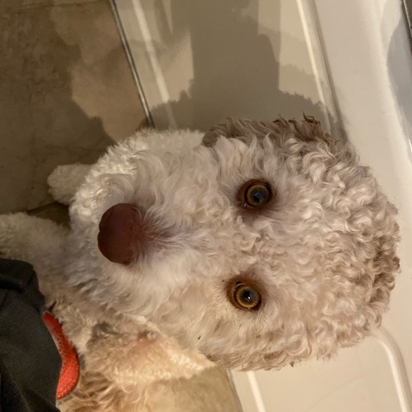 Profile Picture of Donna Delucca (@ddelucca1971) on Poshmark