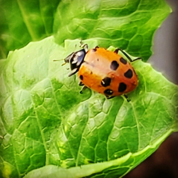 Profile Picture of Maya Lucas (@lafemmemystique) on Poshmark