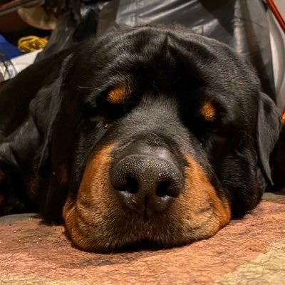 Profile Picture of Mark Ostendorf (@ostendorf_mark) on Twitter