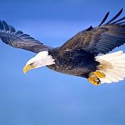 Profile Picture of Jessy Scheel (@freedomiswatching5979) on Youtube