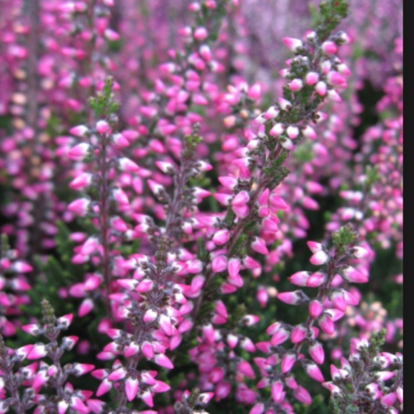 Profile Picture of Heather Linstrom (@heatherrobins) on Poshmark